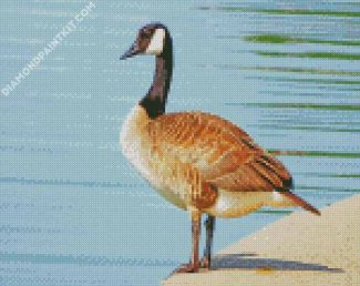 canada Goose bird diamond paintings