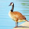 canada Goose bird diamond paintings