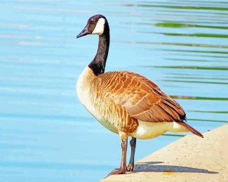 canada Goose bird diamond paintings