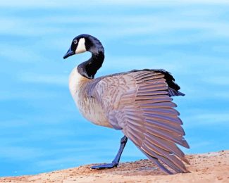 canada Goose diamond paintings