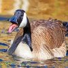 canadian Goose diamond paintings