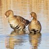 canadian Gooses diamond paintings