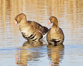 canadian Gooses diamond paintings