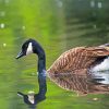 canadian goose in the water diamond painting