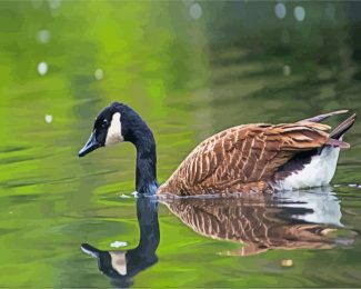 canadian goose in the water diamond painting