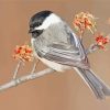 cap chickadee Bird diamond painting