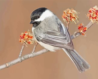 cap chickadee Bird diamond painting