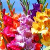 colorful Gladiola diamond painting