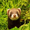 cute Ferret animal diamond painting