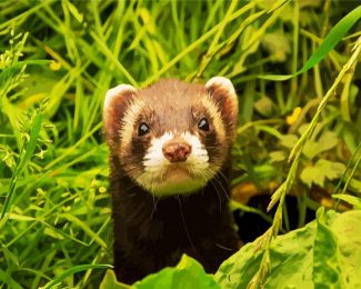 cute Ferret animal diamond painting