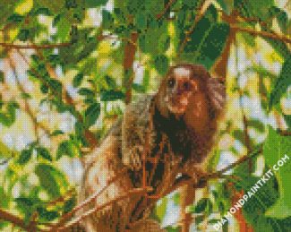 cute Marmoset diamond painting