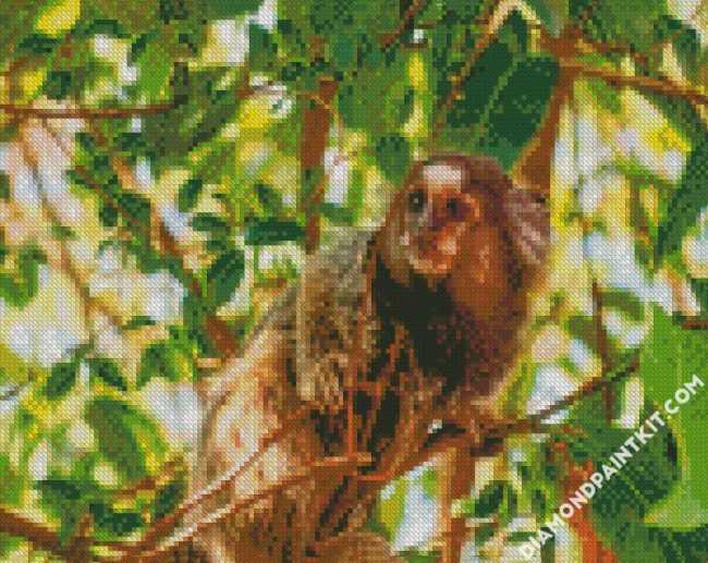 cute Marmoset diamond painting