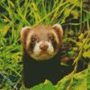 cute Ferret animal diamond paintings