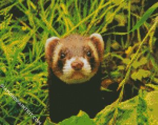 cute Ferret animal diamond paintings