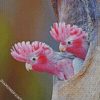 gallah birds diamond paintings