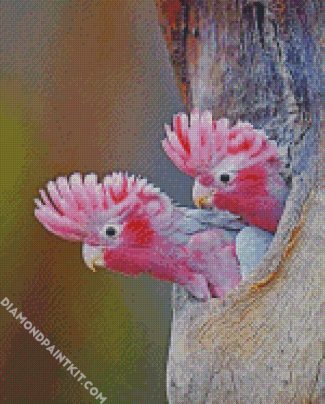 gallah birds diamond paintings