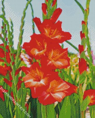 gladiolus Guinea diamond paintings