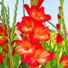 gladiolus Guinea diamond painting