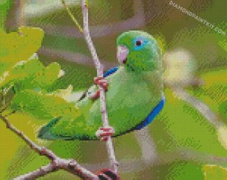 green and blue Parrotlet diamond paintings