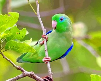 green and blue Parrotlet diamond paintings