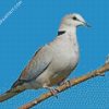 grey Columbidae diamond paintings