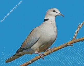 grey Columbidae diamond paintings