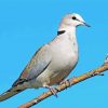 grey Columbidae diamond painting