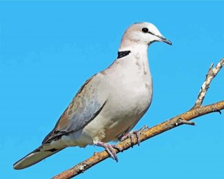 grey Columbidae diamond painting