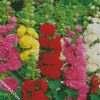 hollyhocks flowers diamond paintings