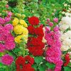 hollyhocks flowers diamond painting