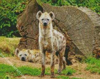 hyenas diamond paintings