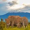 kenya amboseli Elephants diamond paintings