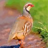 lonely partridge bird diamond paintings