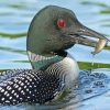 loon eating fish diamond paintings