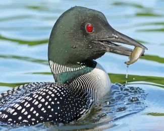 loon eating fish diamond paintings