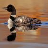 loon in the water diamond painting