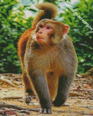 macaque monkey diamond paintings