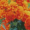 marigold flowers diamond paintings