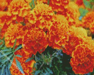 marigold flowers diamond paintings