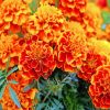 marigold flowers diamond paintings