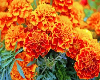 marigold flowers diamond paintings