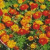 marigolds flowers diamond paintings