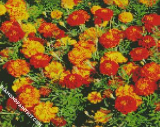 marigolds flowers diamond paintings