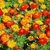 marigolds flowers diamond paintings