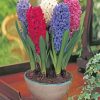 mixed hyacinth bulbs diamond painting