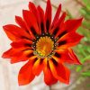 oraneg Gazania flower diamond painting