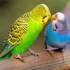 parakeet birds diamond paintings