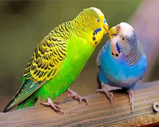 parakeet birds diamond paintings