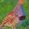 partridge bird diamond paintings