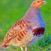 partridge bird diamond paintings